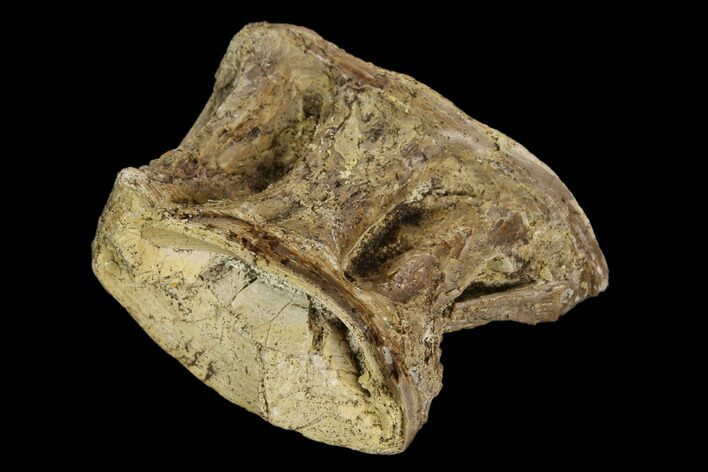 Fossil Fish (Ichthyodectes) Vertebra - Kansas #127866